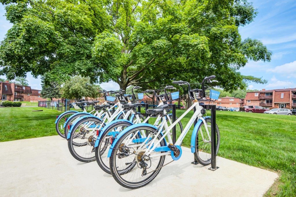 a row of bikes parked on a sidewalk next to a tree
