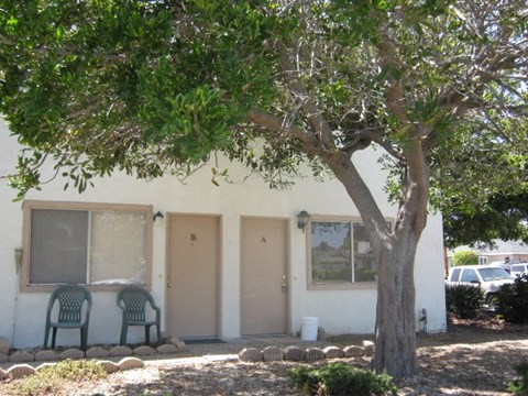 A tree in front of a house with a brown door.