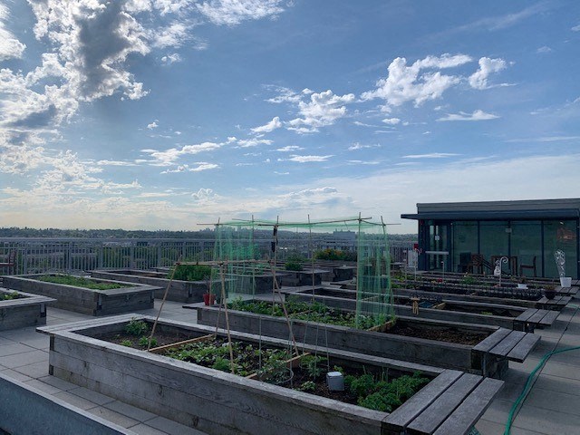 a rooftop garden with lots of plants and a building