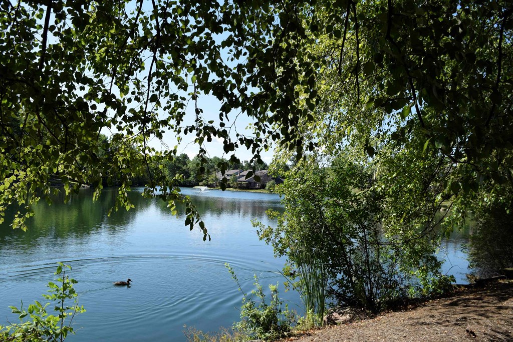 a lake with ducks swimming in it surrounded by trees