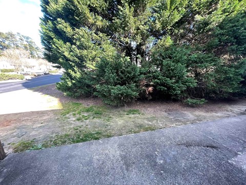 A large green tree in the middle of a grassy area.