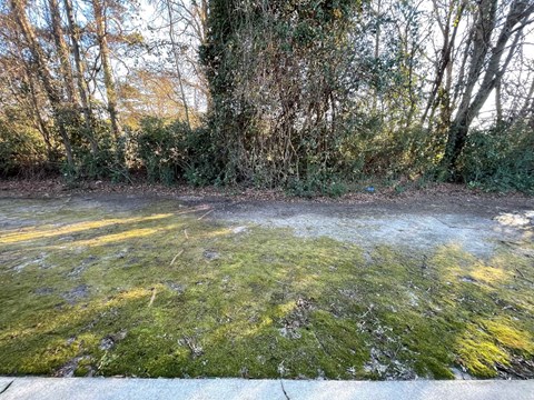 A mossy ground with trees in the background.