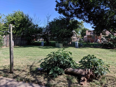 A fallen tree in a grassy yard.