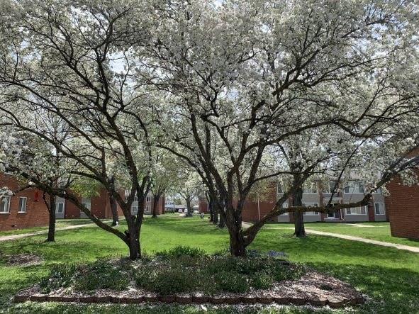 a group of trees in the middle of a grass field