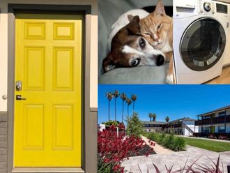 a yellow door and a cat and a dog and a washing machine