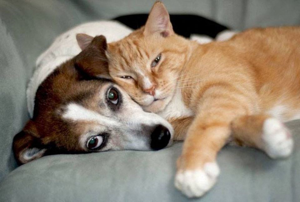 a dog and a cat laying next to each other