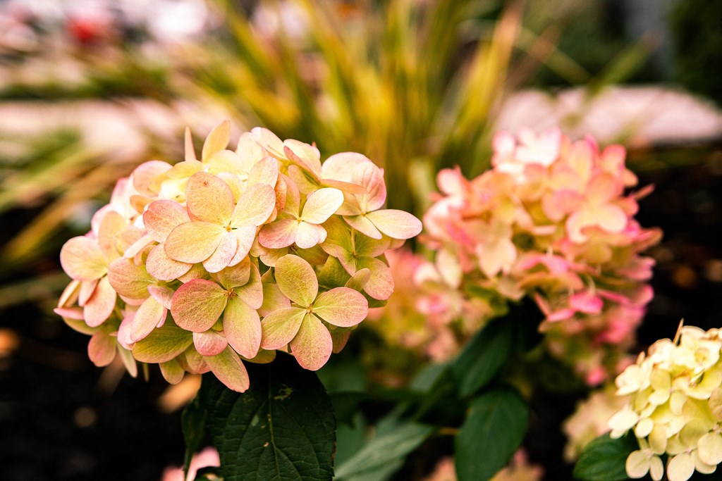 a group of pink and yellow hydrangeas in a garden