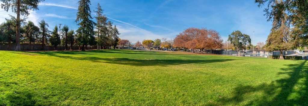 a park with green grass and trees on a sunny day