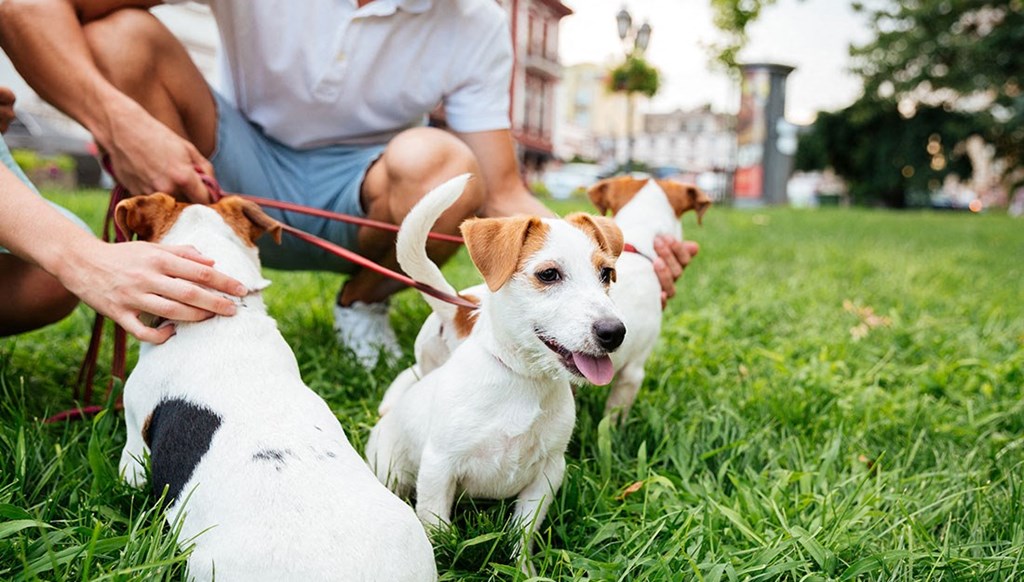 a group of dogs sitting on the grass with people