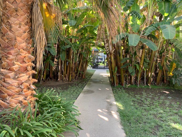 a path through a tropical garden with palm trees