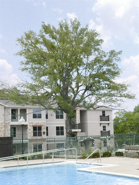 The Mondello Apartments Pool Area and Trees