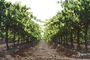 a row of apple trees in a field