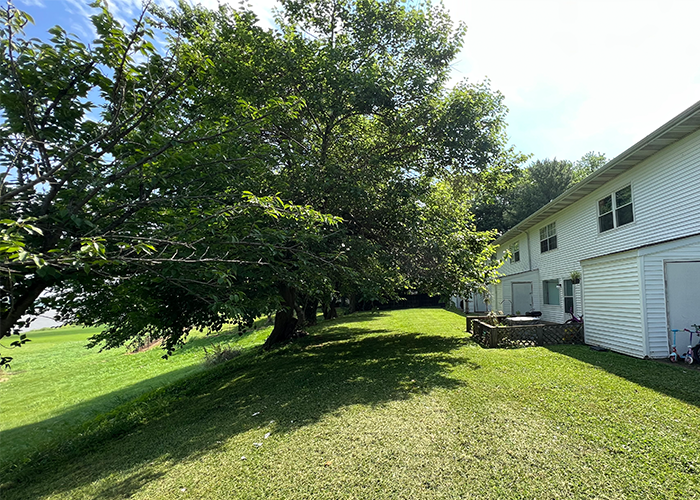 a backyard with a tree and a white house