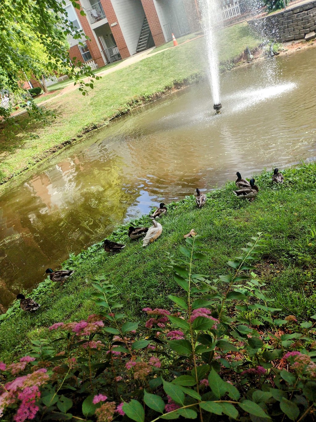 A fountain is shooting water into a pond with ducks swimming in it.