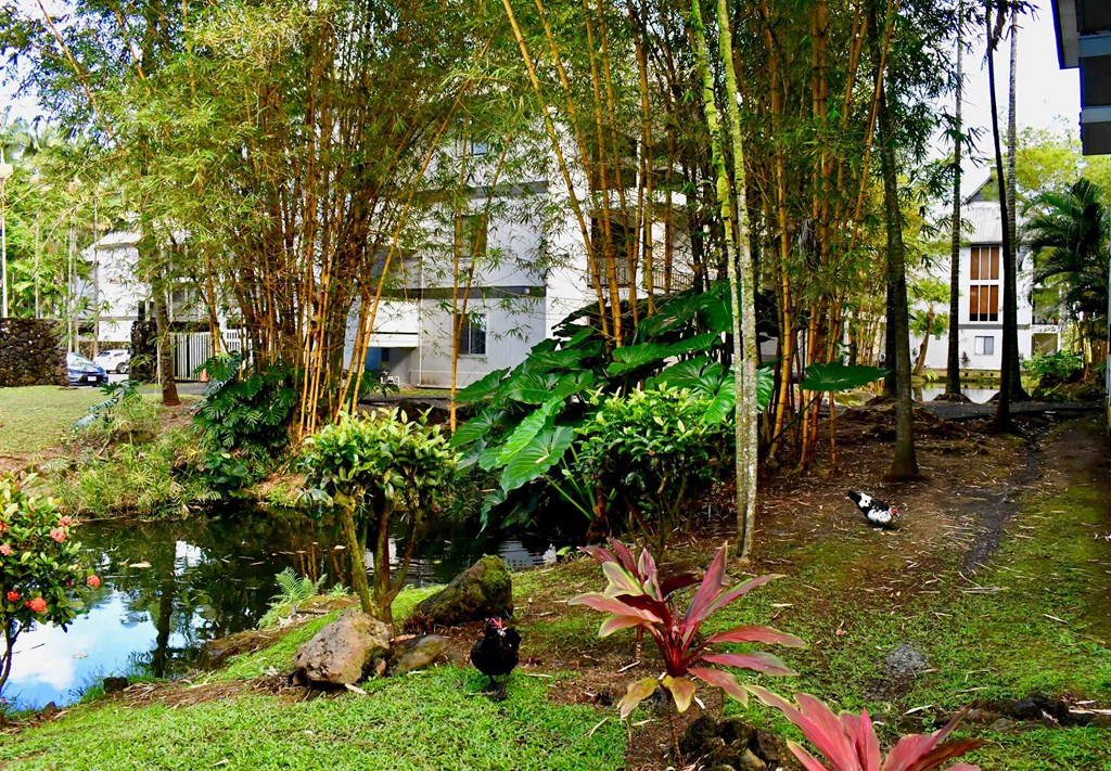 a garden with ducks and a pond in front of a building