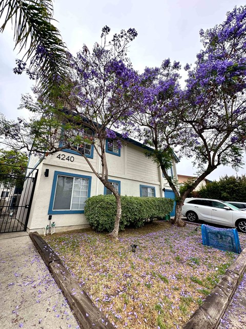 A white house with a blue door and a tree with purple flowers in front.