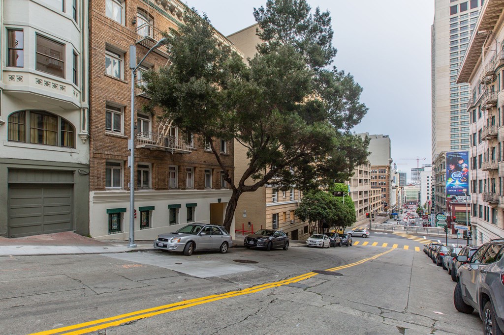 A tree in the middle of a street with cars parked on the side.
