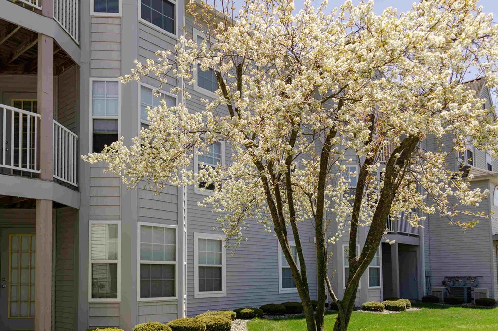 flowering tree in front of an apartment building
