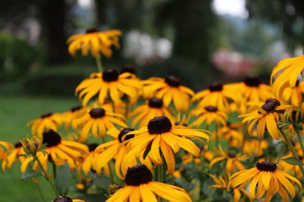 a group of yellow flowers in a field