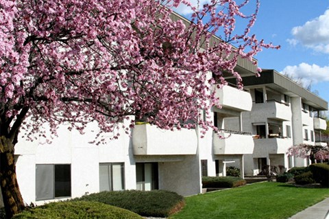 a flowering tree in front of a white apartment building