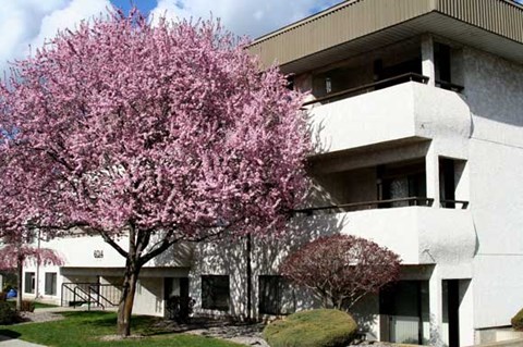 a pink tree in front of a white building