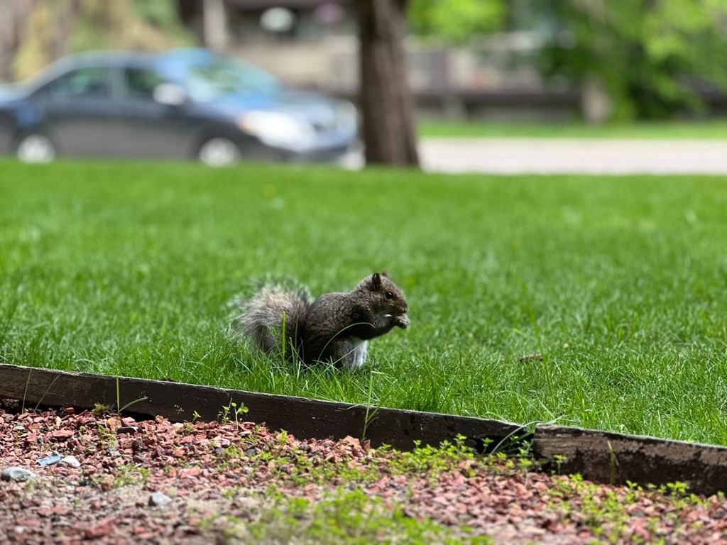 a squirrel sitting in the grass in a park