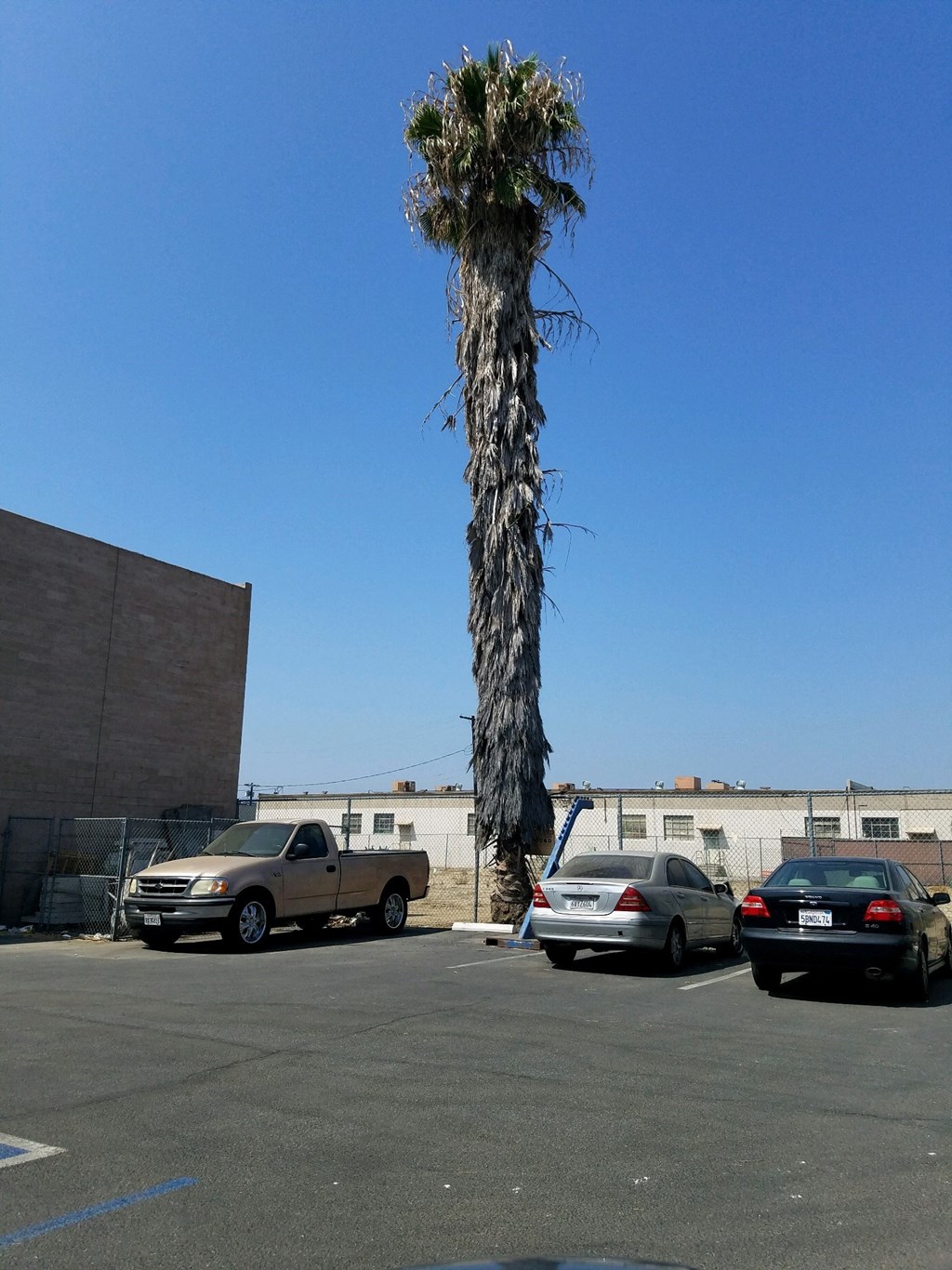 a tall palm tree in the middle of a parking lot