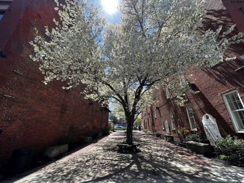 A tree with white blossoms is in the middle of a brick street.