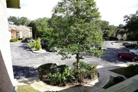 A tree in a landscaped area in front of a building.