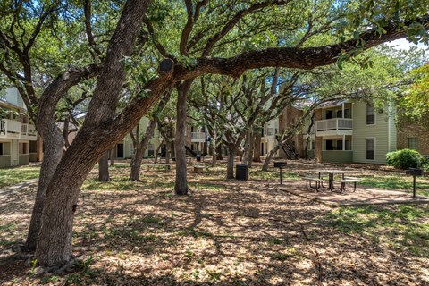 A large tree in the middle of a park with a playground.