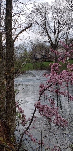 a body of water with pink flowers on a tree