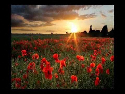a field of red poppies with a sunset