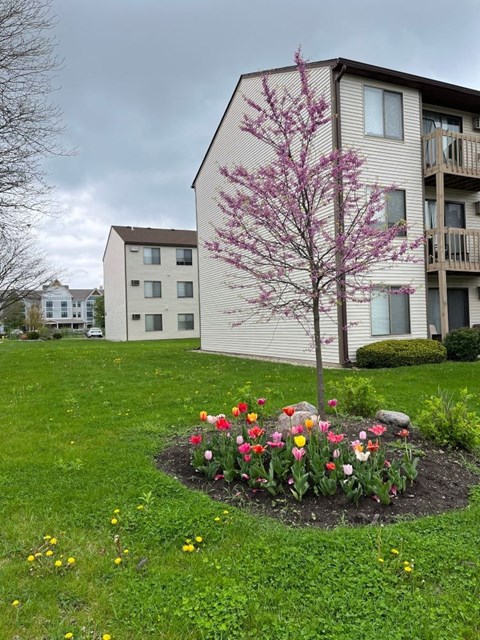 A tree with pink blossoms stands in a flower bed in front of a building.