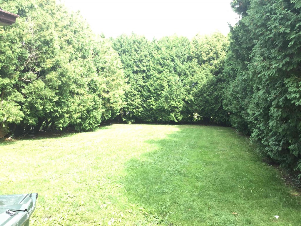 A green lawn surrounded by trees.