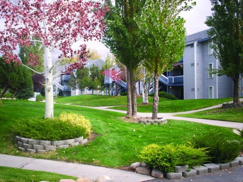 A tree with pink flowers is in the foreground of a residential street.