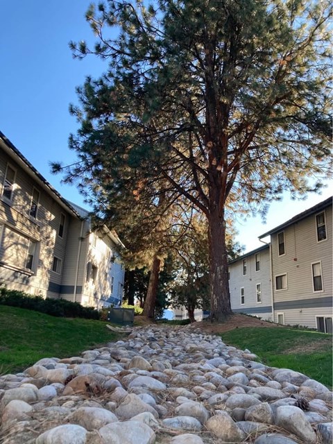 A large tree stands next to a building with a stone path leading up to it.