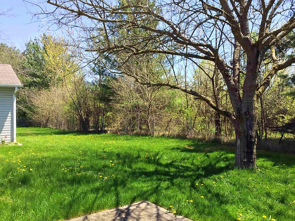 A tree stands in a field with a house in the background.