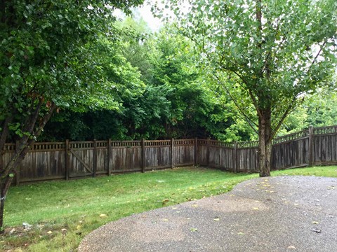 A tree stands alone in a backyard.