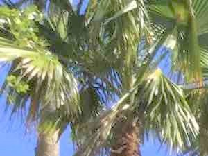 A house with a white garage door is surrounded by palm trees.