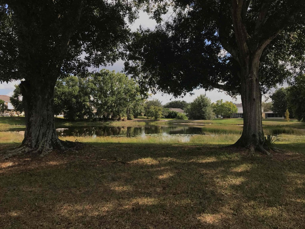 Two trees in a field with a pond in the background.