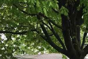 A house with a tree in front of it.