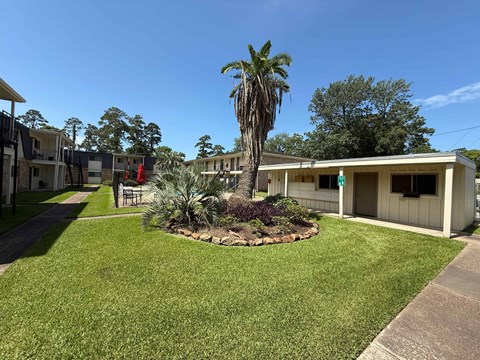 A palm tree stands in a small garden in front of a building.