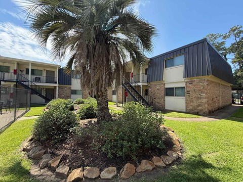 A palm tree stands in a garden bed in front of a building.