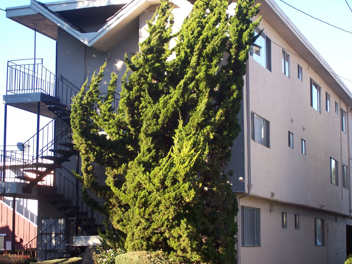 2233 Central Avenue Rentals - Alameda