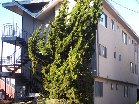 A tall green tree stands in front of a building.