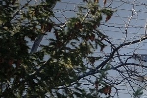 Mature trees and lush landscape are just outside your front door Walk path through mature trees and green grass with spring trees outside at regency apartments in Bettendorf Iowa
