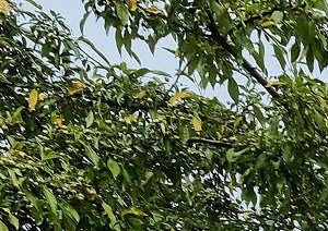 Mature trees and lush landscape are just outside your front door grey siding with mature trees, landscape, and private entrances at regency apartments in Bettendorf Iowa