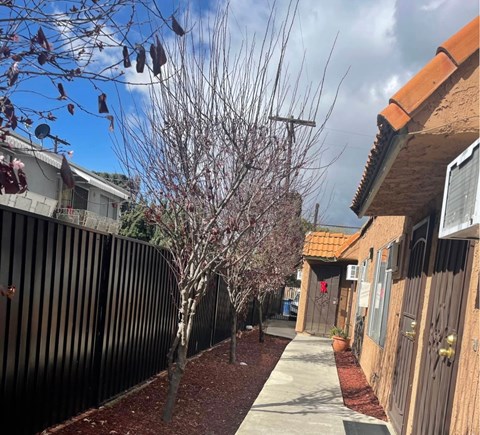 A row of houses with a sidewalk and a tree with purple leaves.