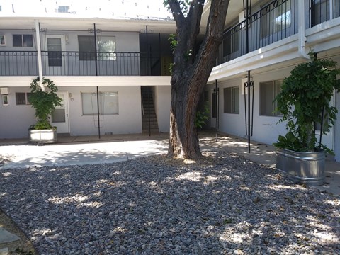 A tree in a courtyard with a building in the background.