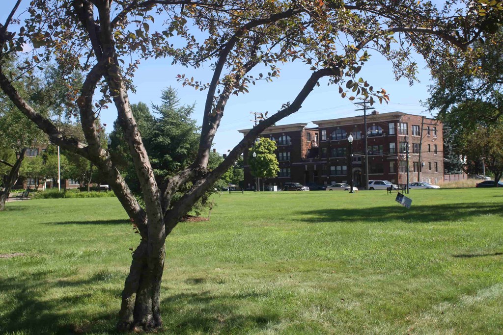 A tree in a grassy field with a building in the background.